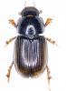 Aphodius schlumbergeri